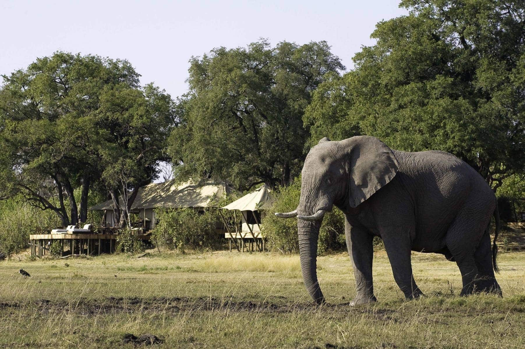 Elephant in front of Zarafa Camp