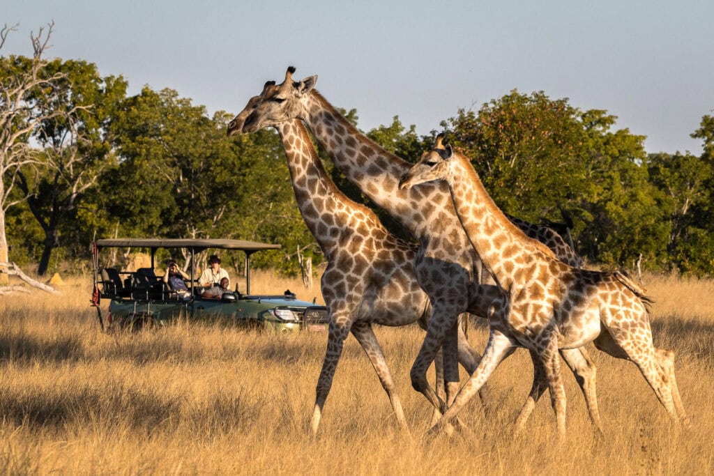 Giraffes spotted on a game drive in Hwange National Park