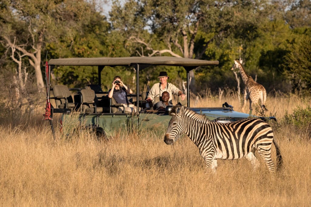 Zebra spotted on a game drive in Hwange National Park, Zimbabwe 