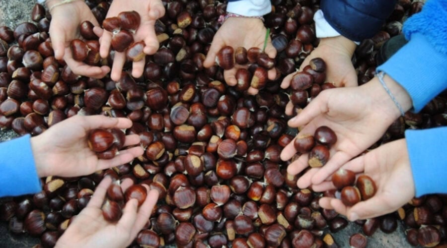 Raccolta castagne a Tenuta Cervi: un’autunno da non perdere