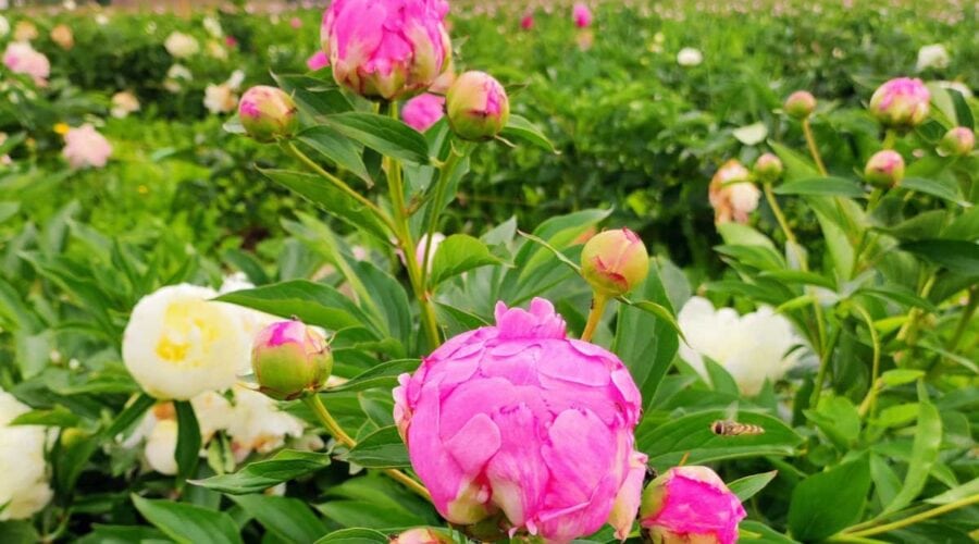 Tulipania a Bonate Sopra: il campo delle peonie dove raccogliere fiori con i bambini