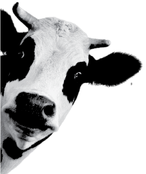 cow