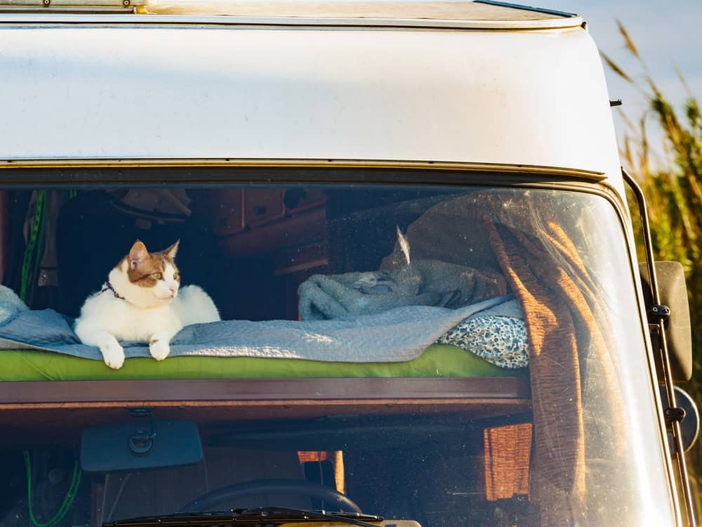 A cat sits in an RV window, peering out on a sunny day.
