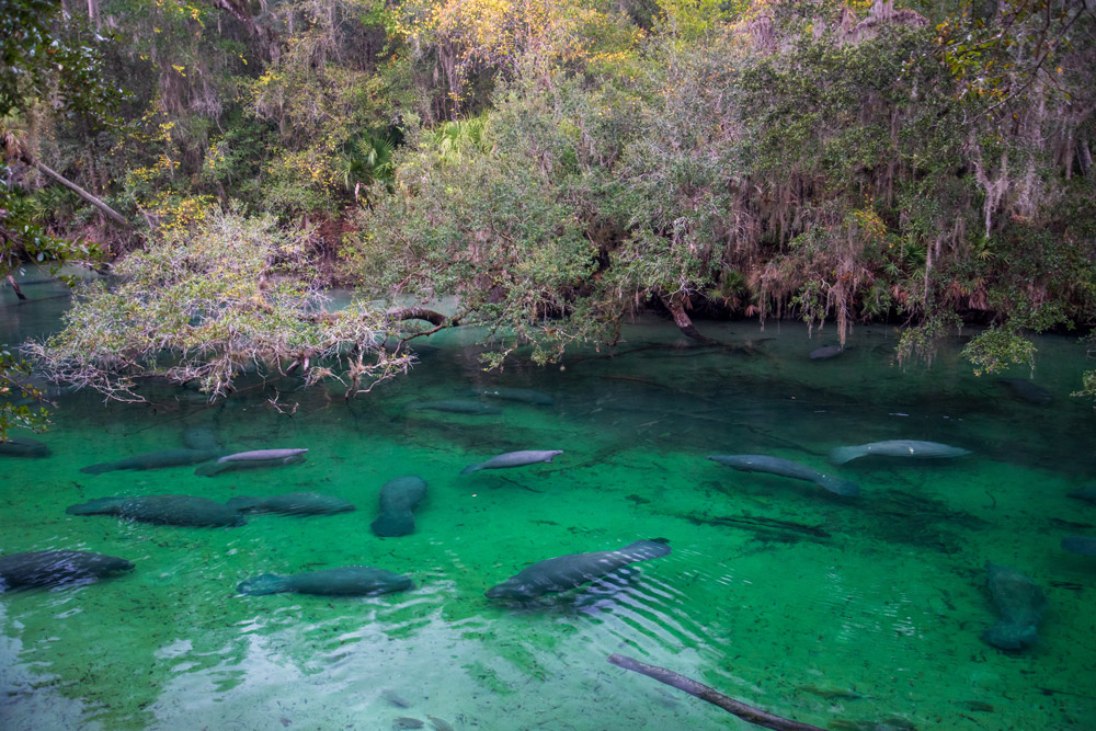 Manatees at Blue Spring State Park in Orange City, Florida. This is one of the best outdoor activities in Orlando.