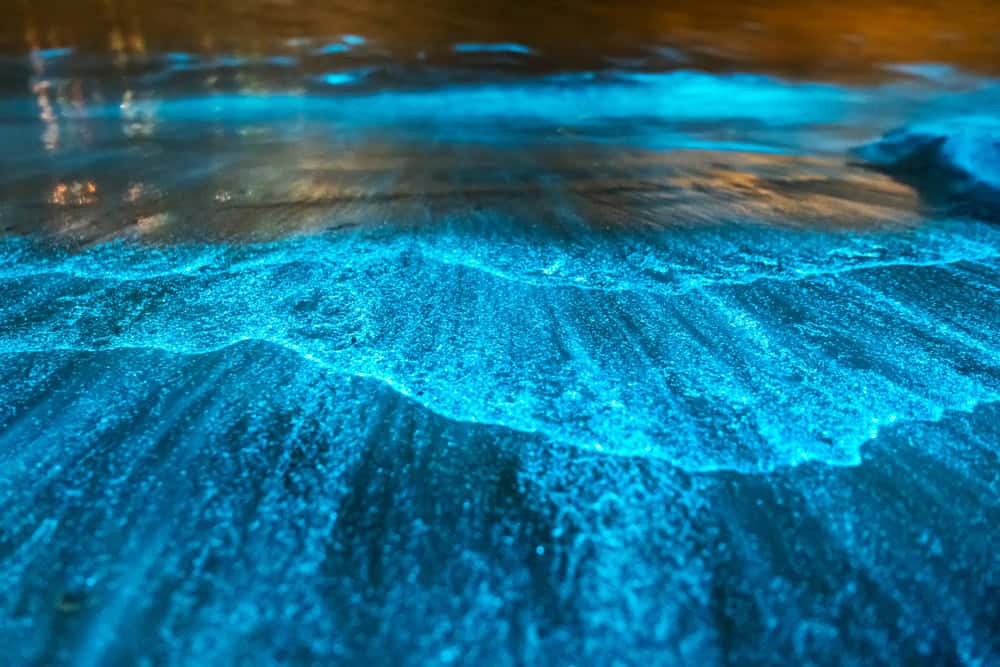 Bioluminescence in a bay in Australia. This same bioluminescence can be found in the waters of Titusville, Florida.