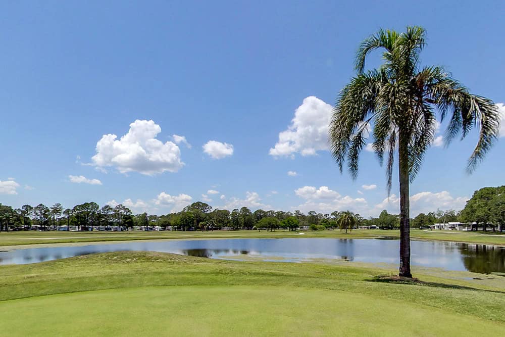 A palm tree on the golf course at Clerbrook Golf & RV Resort