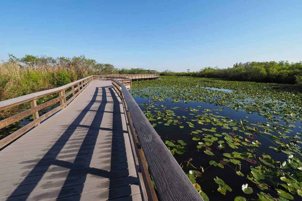 Anhinga Trail boardwalk next to water lilies in the Everglades. This is a must-see stop on a Florida national parks RV camping trip.