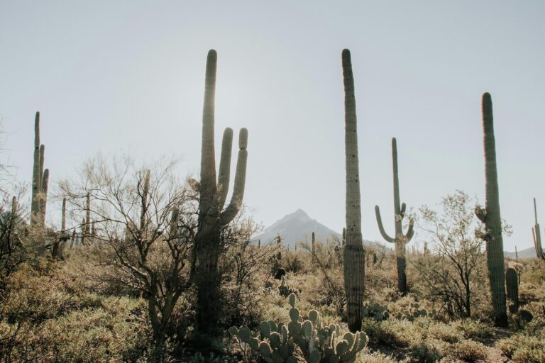 Paradise Valley Builders and Interior Designers