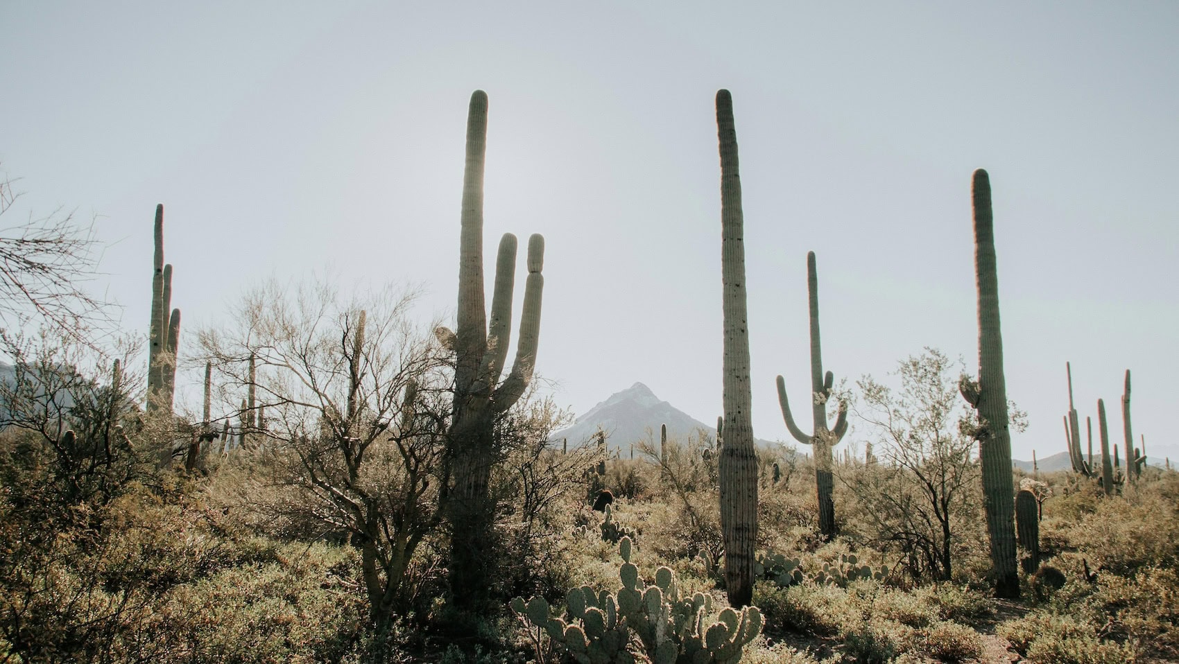 Paradise Valley Builders and Interior Designers