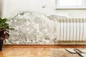 mold