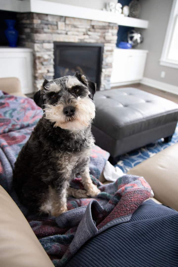 Adorable dog sitting on a blanket in a modern living room with fireplace and stylish decor.