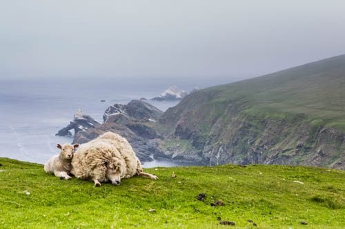 Pecore delle isole Shetland