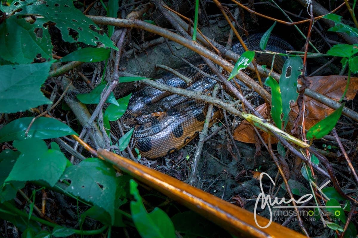 escursione in canoa nella foresta amazzonica