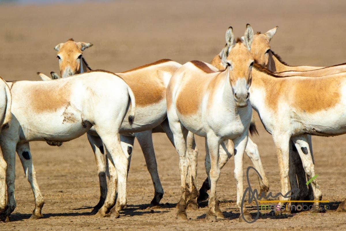 Wild Ass Sanctuary of the Little Rann of Kutch