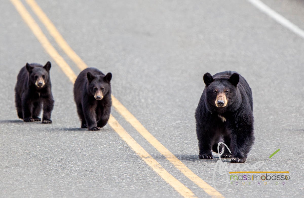 Cuccioli di orso - Yellowstone