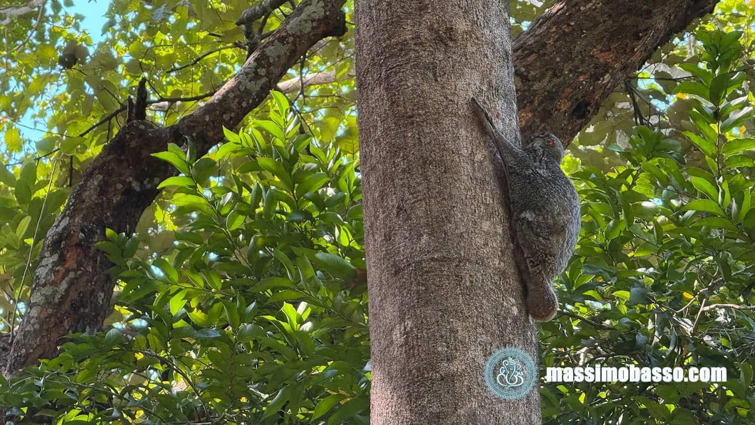 Galeopterus Variegatus Galeopiteco Variegato Colugo Della Sonda