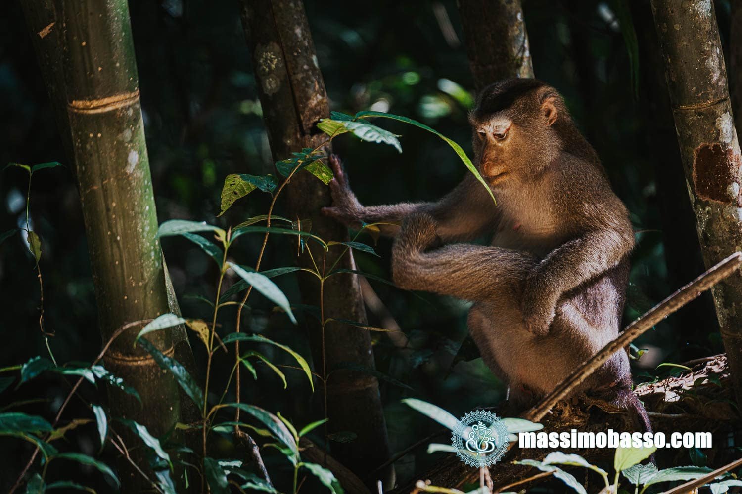Macaco Cinomolgo - Macaca Fascicularis- - Khao Sok - Thailandia