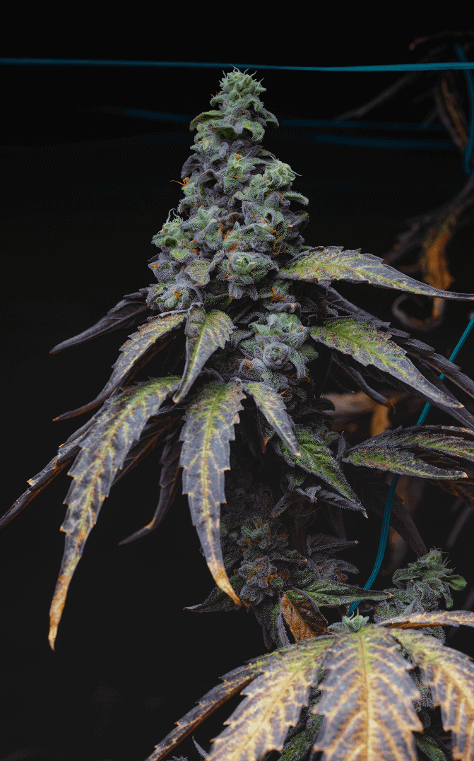 why partner with michigrown image