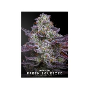 Close-up of cannabis flower with trichomes and purple hues.