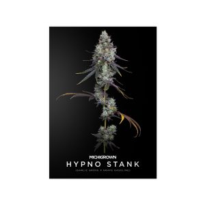 High-quality cannabis poster featuring Hypno Stank strain on black background.