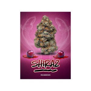 High-quality image of a Shiraz cannabis bud with cherries on a pink background.