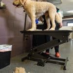 dog daycare