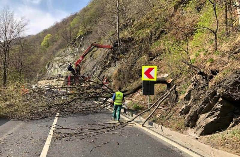 taieri copaci valea oltului