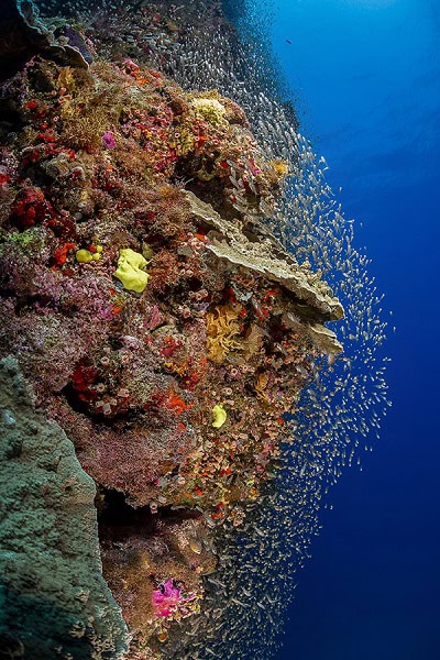 Manta de bronze - auteur calédonien - FIISMNC 2020 © Mathieu Macias