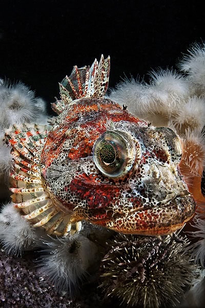 Manta d'or - grand angle - FIISMNC 2020 © Claudio Zori