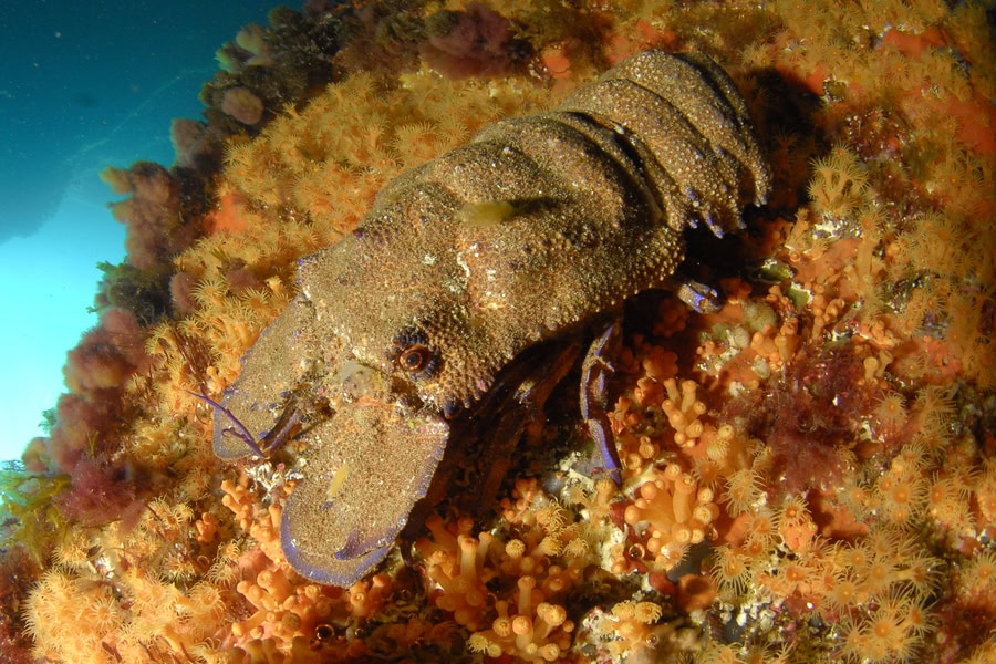 Grande cigale de mer