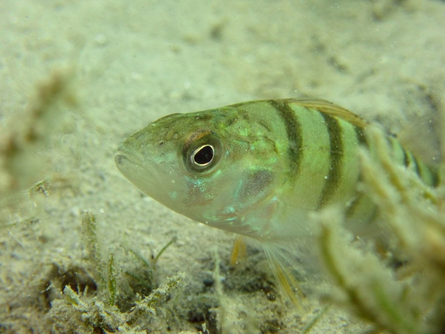 1er prix Clichés d'eau douce 2020 © Nathalie Trétout