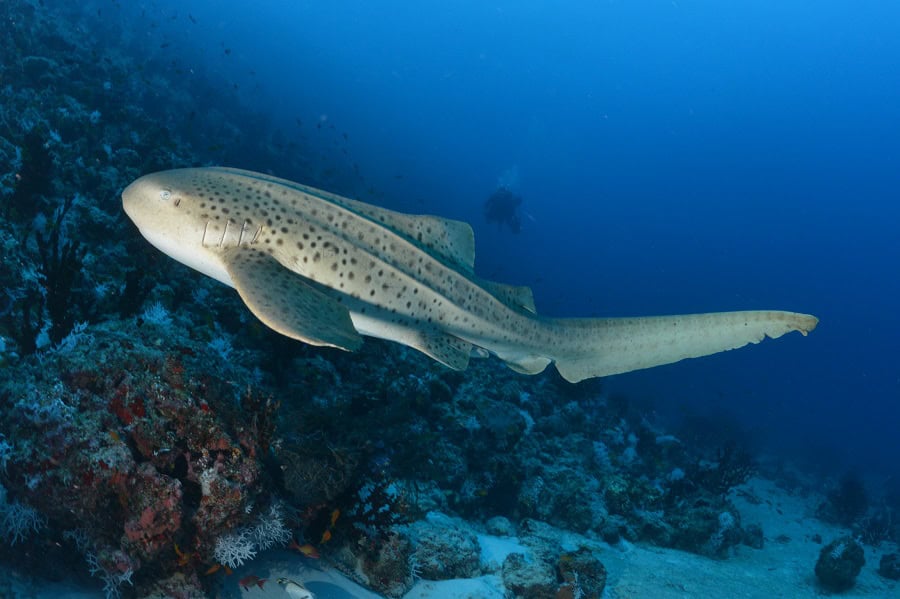 Sa nageoire caudale est presque aussi longue que son corps. © Nicolas Barraqué