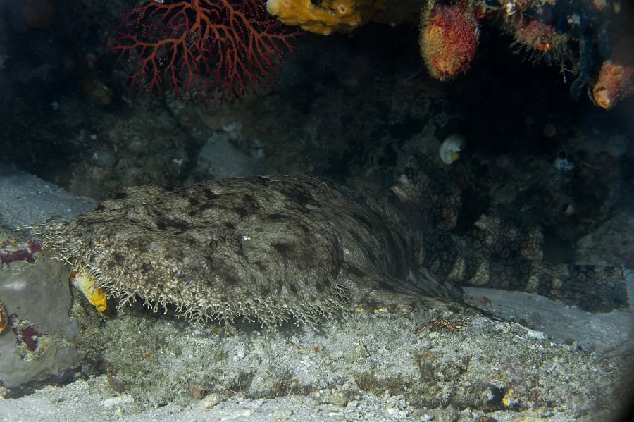 Il tient son nom des excroissances présentes autour de sa tête. © Dominique Barray