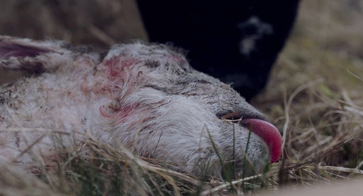 The 20 Best Film Scenes of 2017