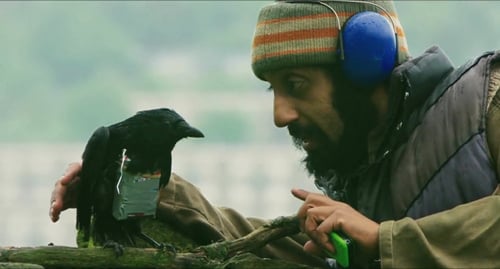 Four Lions
