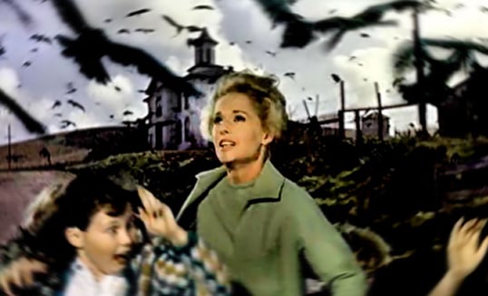 The Birds