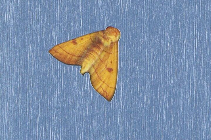 Ani DiFranco, Evolve