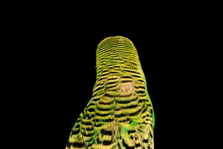 Andrew Bird, Armchair Apocrypha
