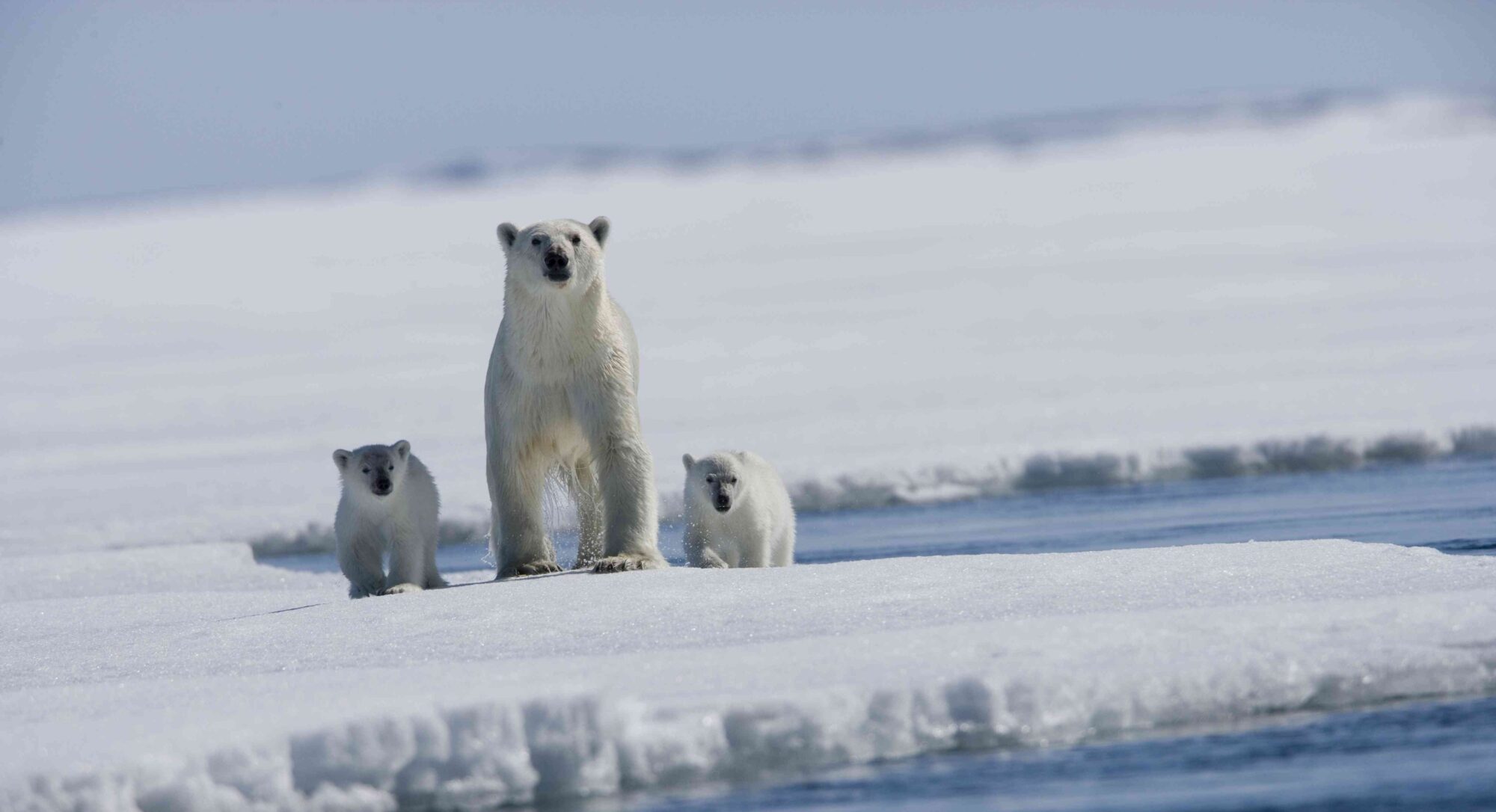Arctic Tale