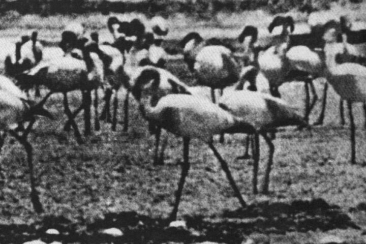 Kellarissa, Flamingo
