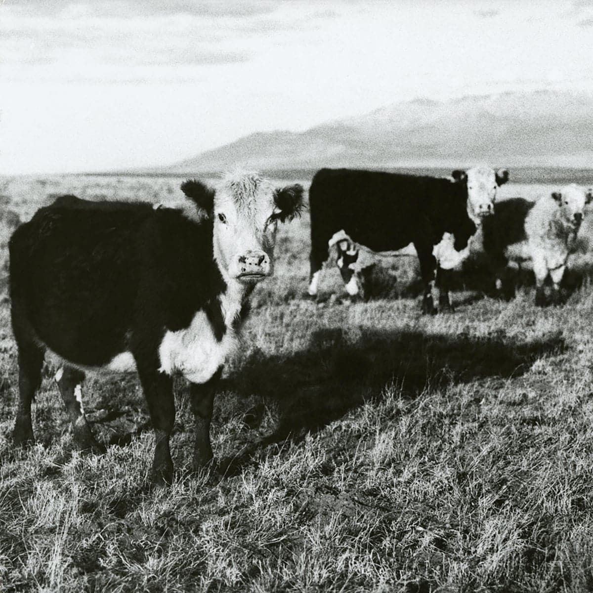 Mark Kozelek, The Finally LP
