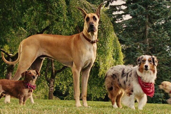 Marmaduke