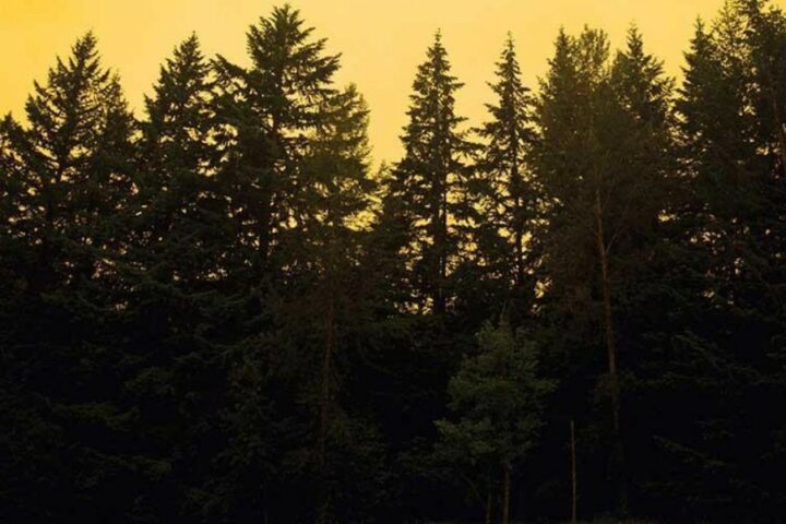 The Decemberists, The King Is Dead