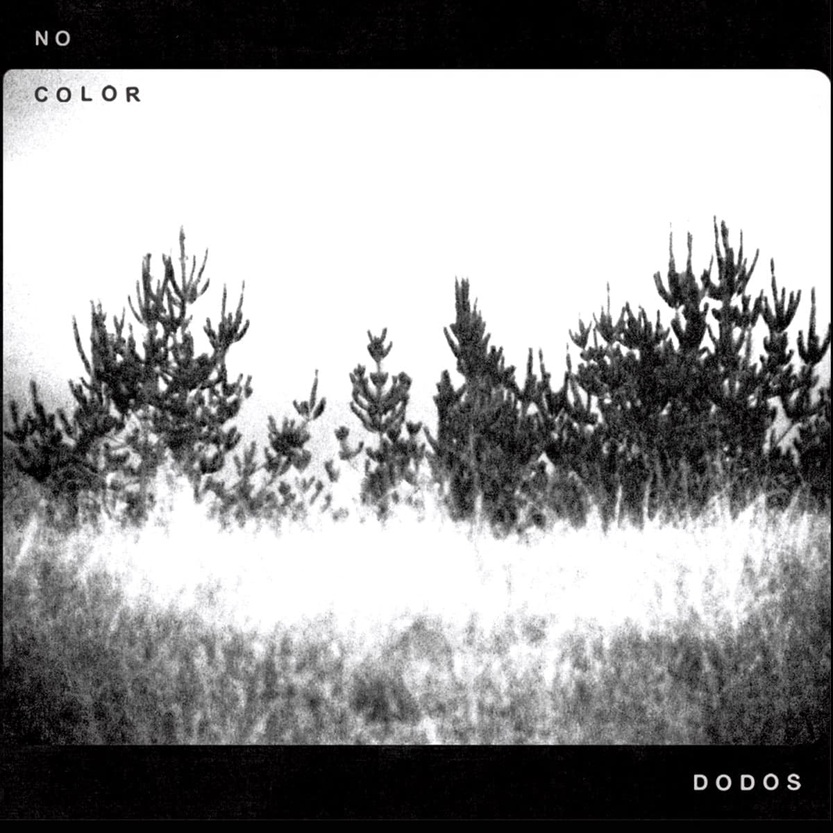 Dodos, No Color