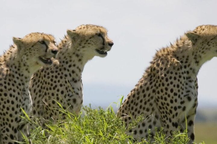 African Cats
