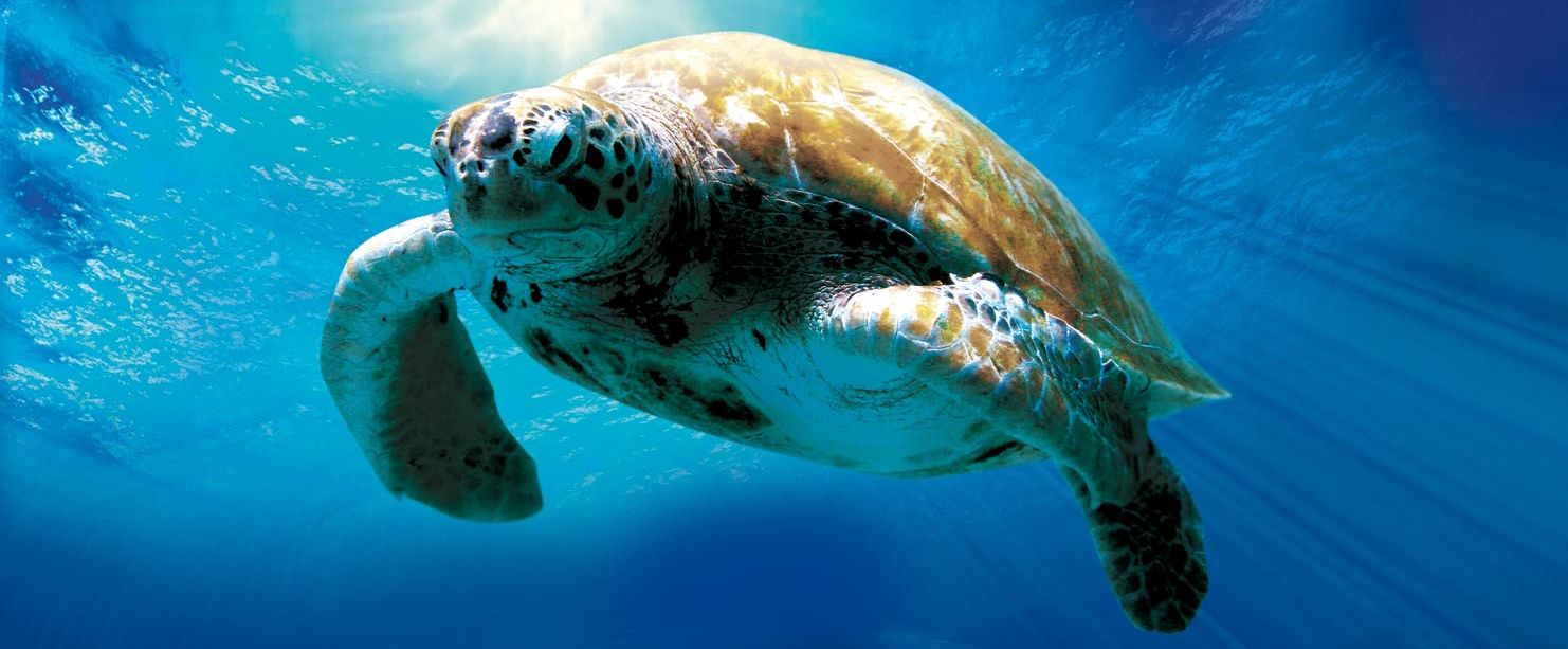 Turtle: The Incredible Journey