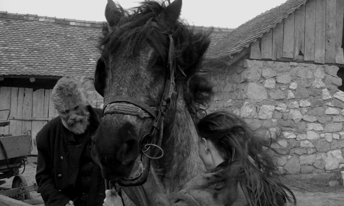 New York Film Festival 2011: The Turin Horse
