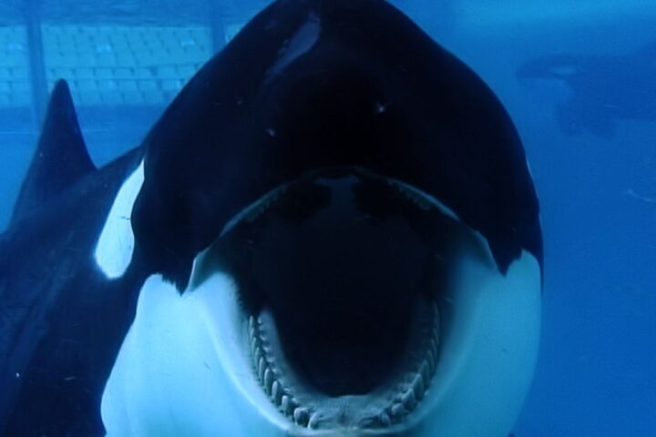 Blackfish