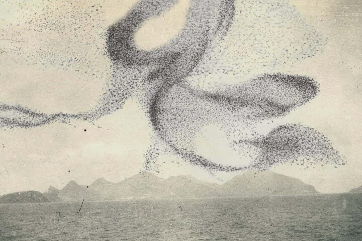 Snow Ghosts, A Small Murmuration