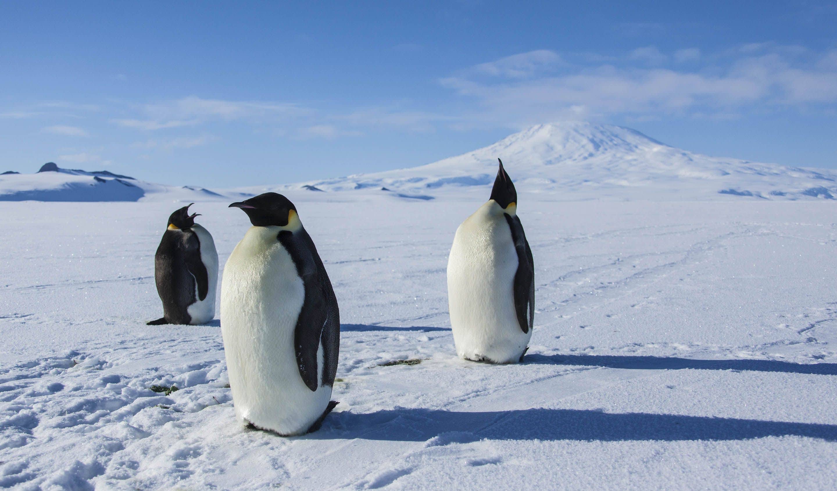 Antarctica: A Year on Ice